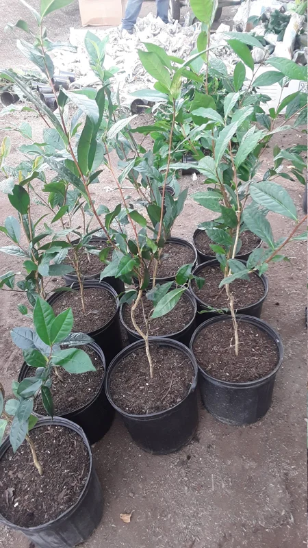 Green Tea Plant (Camellia Sinensis) Live Plant – 1-2 ft Tall in 6" Pot – Indoor/Outdoor - Image 3