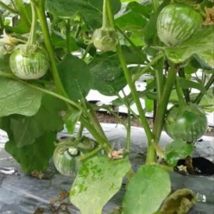Green Thai Eggplant Seeds - Petch Siam Variety for Asian Cuisine - Image 1