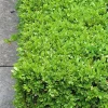 Green Velvet Boxwood Live Plant - 2.5 inch Pot, 6-12 inch Height, Outdoor Shrub - Image 1