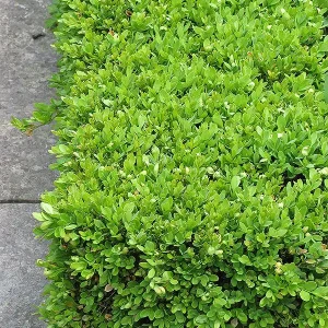 Green Velvet Boxwood Live Plant - 2.5 inch Pot, 6-12 inch Height, Outdoor Shrub - Image 1