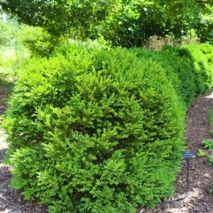 Green Velvet Boxwood Live Plant – Quart Pot – Evergreen Shrub – Outdoor - Image 4