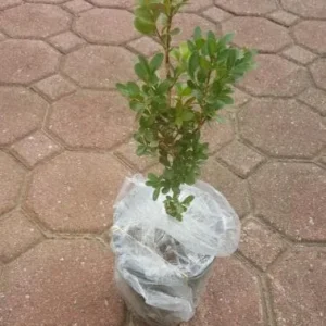 Green Velvet Boxwood Live Plant – Quart Pot – Evergreen Shrub – Outdoor - Image 5