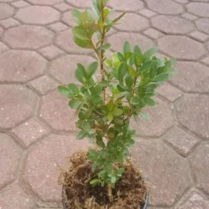 Green Velvet Boxwood Live Plant – Quart Pot – Evergreen Shrub – Outdoor - Image 6