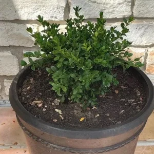 Green Velvet Boxwood Live Plant – Quart Pot – Evergreen Shrub – Outdoor - Image 8