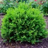 Green Velvet Boxwood Live Plant – Quart Pot – Evergreen Shrub – Outdoor - Image 1