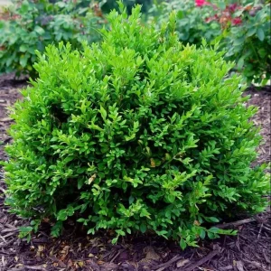 Green Velvet Boxwood Live Plant – Quart Pot – Evergreen Shrub – Outdoor - Image 1