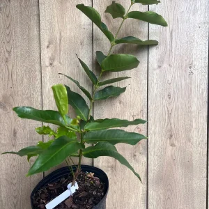 Green Wax Apple Live Plant - Syzygium Samarangense Tree, 3 Gallon Pot - Image 4