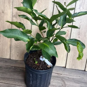 Green Wax Apple Live Plant - Syzygium Samarangense Tree, 3 Gallon Pot - Image 7