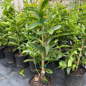 Green Wax Jambu Tree – Live Plant – 3 Gallon Pot – 2-3 Feet Tall – Edible Fruit - Image 2