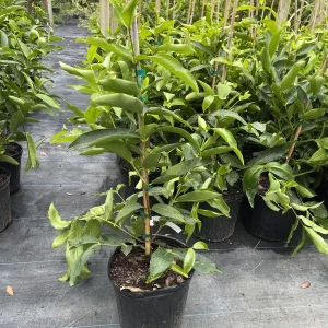 Green Wax Jambu Tree – Live Plant – 3 Gallon Pot – 2-3 Feet Tall – Edible Fruit - Image 1