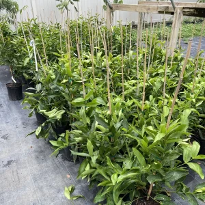 Green Wax Jambu Tree – Live Plant – 3 Gallon Pot – 2-3 Feet Tall – Edible Fruit - Image 4