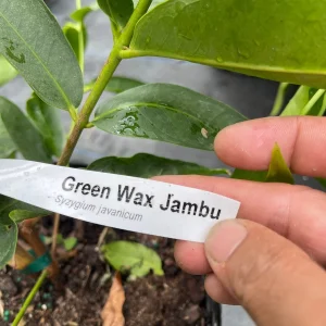 Green Wax Jambu Tree – Live Plant – 3 Gallon Pot – 2-3 Feet Tall – Edible Fruit - Image 6