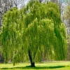 Green Weeping Willow Tree Live Plant – 3 Bare-Root – Outdoor - Image 1