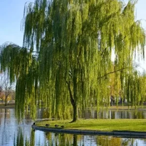 Green Weeping Willow Tree Live Plant – 3 Bare-Root – Outdoor - Image 2