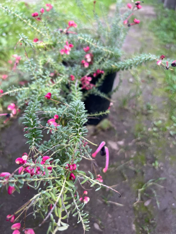 Grevillea lanigera 'Coastal Gem' Live Plant - 1ft Tall, 1 Gallon Pot, Outdoor Shrub - Image 2