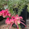 Grevillea lanigera 'Coastal Gem' Live Plant - 1ft Tall, 1 Gallon Pot, Outdoor Shrub - Image 1