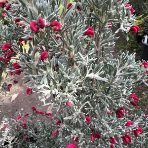 Grevillea lavandulacea 'Penola' Live Plant – 1 Gallon Pot – Outdoor Shrub - Image 2