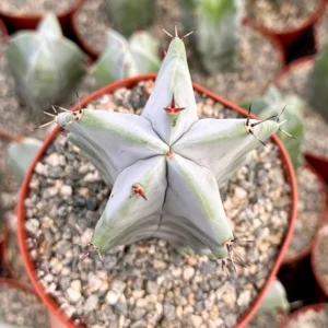 Grey Ghost Organ Pipe Cactus Live Plant - Stenocereus Pruinosus - 2