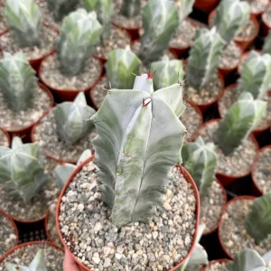 Grey Ghost Organ Pipe Cactus Live Plant - Stenocereus Pruinosus - 2