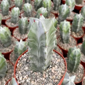 Grey Ghost Organ Pipe Cactus Live Plant - Stenocereus Pruinosus - 2