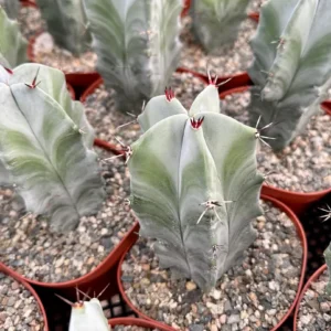 Grey Ghost Organ Pipe Cactus Live Plant - Stenocereus Pruinosus - 2