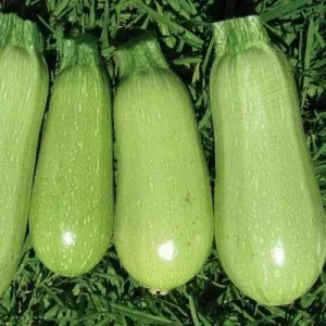 Grey Zucchini Seeds - Summer Squash Vegetable Seeds for Home Gardens - Organic, Non-GMO - Image 2