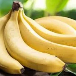 Gros Michel Banana Plant Starter Plug - Heirloom Variety Live Plant - Image 3