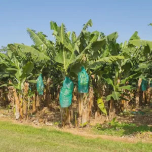 Gros Michel Banana Starter Plug - Heirloom Live Plant - 5 Count - Outdoor/Indoor - Image 5