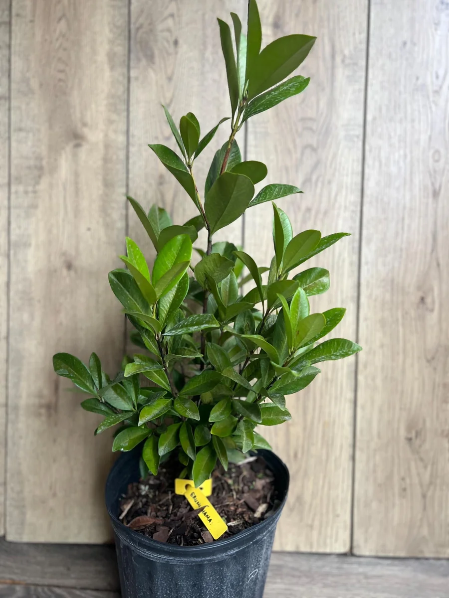 Grumichama Live Plant - Brazilian Cherry Tree - 3 Gallon Pot - Tropical Fruit - Image 10