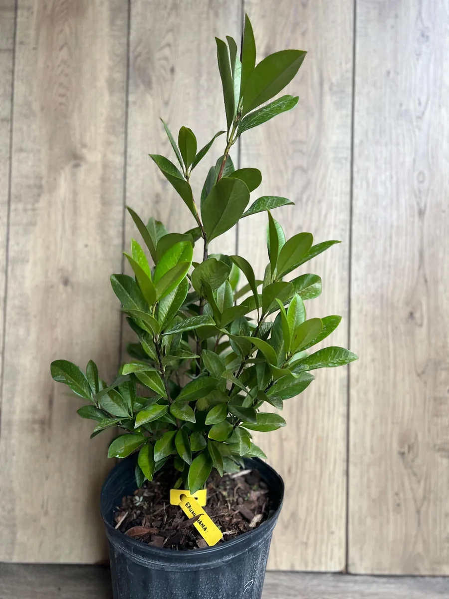 Grumichama Live Plant - Brazilian Cherry Tree - 3 Gallon Pot - Tropical Fruit - Image 2