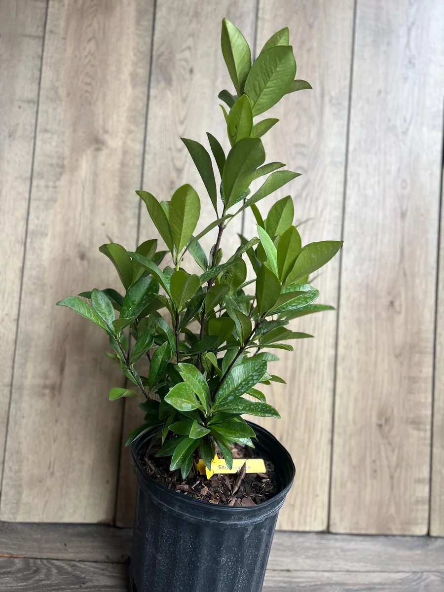 Grumichama Live Plant - Brazilian Cherry Tree - 3 Gallon Pot - Tropical Fruit - Image 3