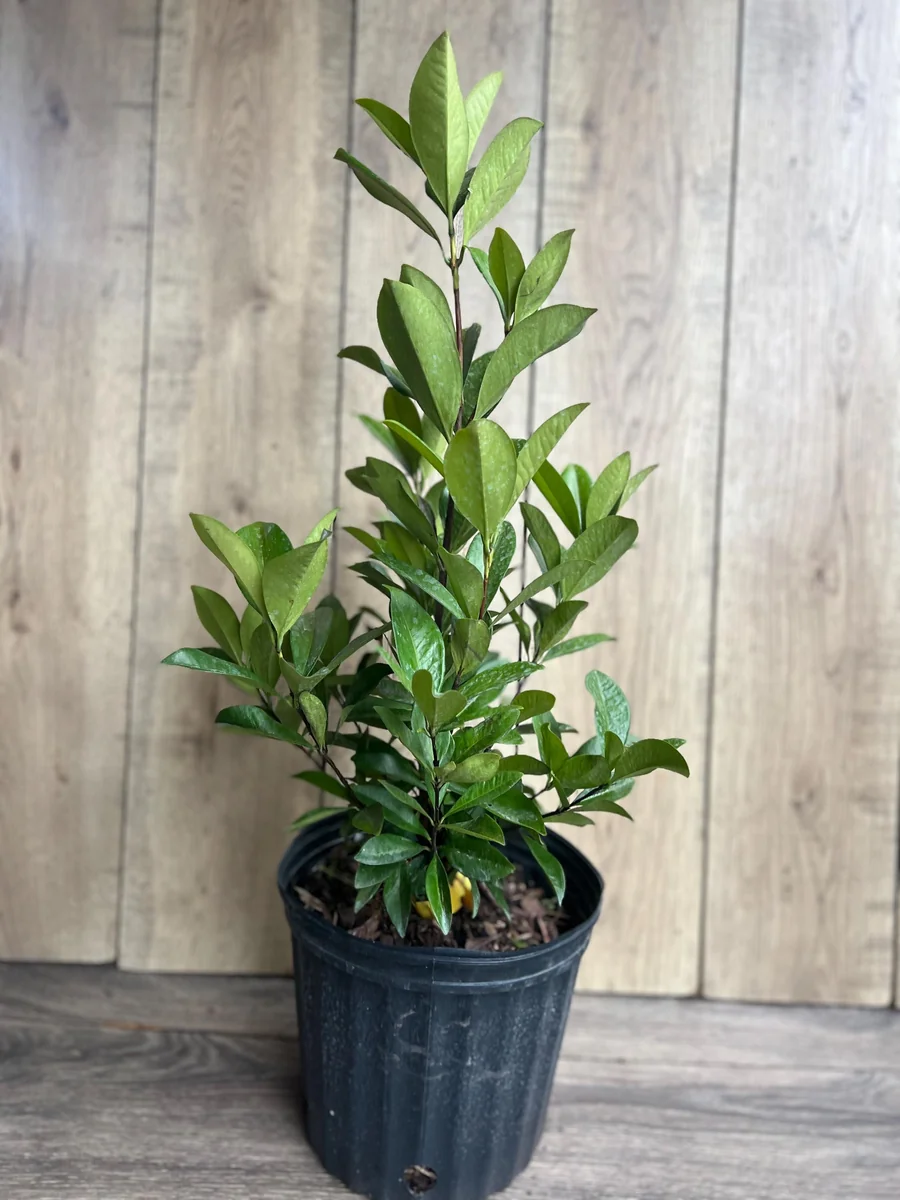 Grumichama Live Plant - Brazilian Cherry Tree - 3 Gallon Pot - Tropical Fruit - Image 4