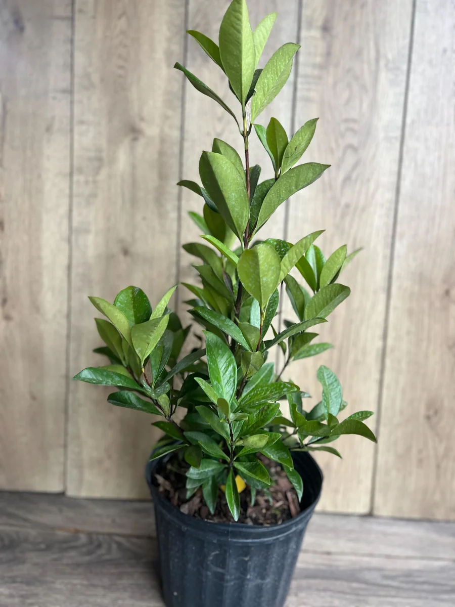 Grumichama Live Plant - Brazilian Cherry Tree - 3 Gallon Pot - Tropical Fruit - Image 5