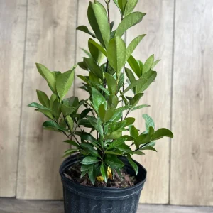 Grumichama Live Plant - Brazilian Cherry Tree - 3 Gallon Pot - Tropical Fruit - Image 6