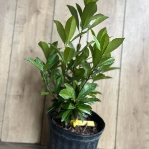 Grumichama Live Plant - Brazilian Cherry Tree - 3 Gallon Pot - Tropical Fruit - Image 7