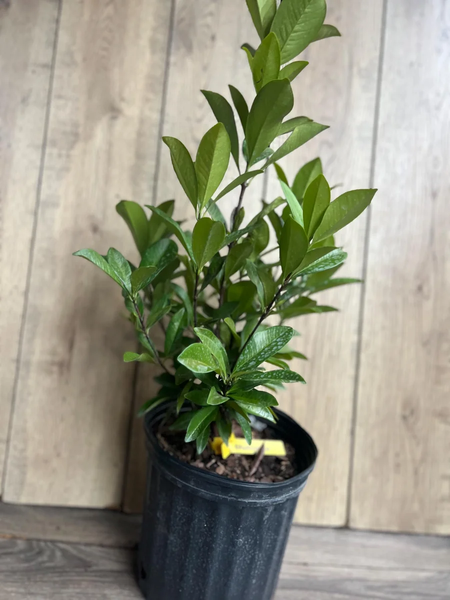 Grumichama Live Plant - Brazilian Cherry Tree - 3 Gallon Pot - Tropical Fruit - Image 7