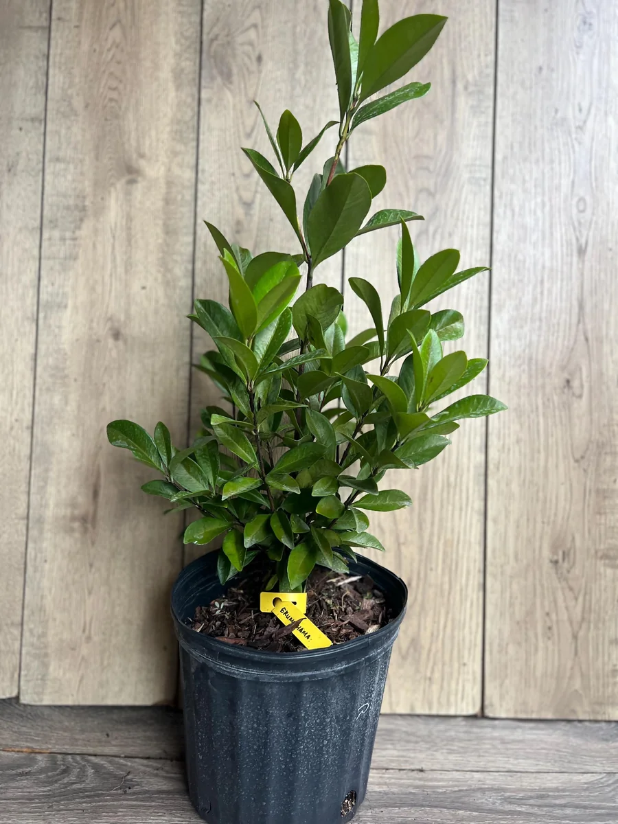 Grumichama Live Plant - Brazilian Cherry Tree - 3 Gallon Pot - Tropical Fruit - Image 8