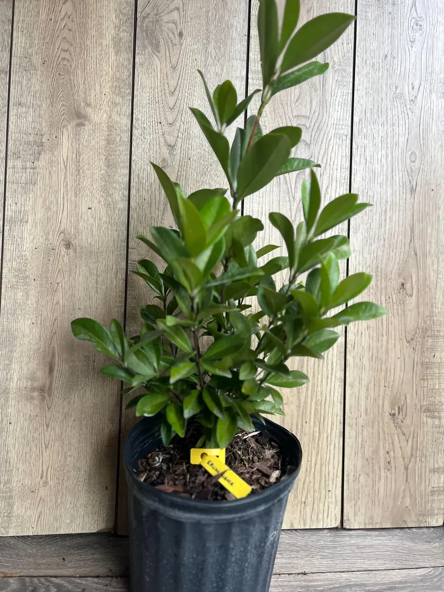 Grumichama Live Plant - Brazilian Cherry Tree - 3 Gallon Pot - Tropical Fruit - Image 9