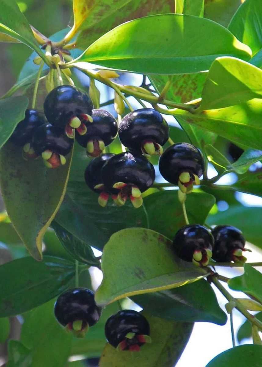 Grumichama Live Plant - Brazilian Cherry Tree - 3 Gallon Pot - Tropical Fruit - Image 1