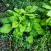 Guacamole Hosta Bare Root Plant - Medium Size, Shade Perennial, Zones 3-9 - Image 1