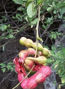 Guamuchil Pithecellobium Dulce Live Plant - 1 Ft Tall Tree in 6" Pot - Image 1