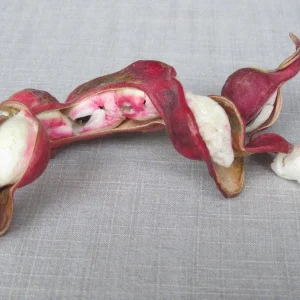 Guamuchil Pithecellobium Dulce Live Plant - 2-3 Feet Tall - 3 Gallon Pot - Image 2