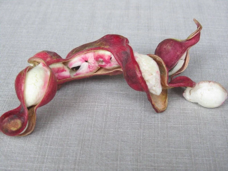 Guamuchil Pithecellobium Dulce Live Plant - 2-3 Feet Tall - 3 Gallon Pot - Image 2