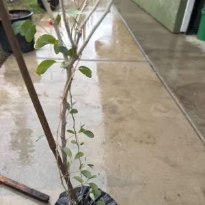 Guamuchil Tree Live Plant - Pithecellobium Dulce - 2 ft Tall - 6 inch Pot - Image 2