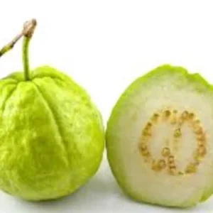 Guava Fruit Tree Live Plant 5-8 inch Tall Tropical Delicious - Image 2