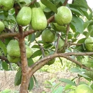 Guava Fruit Tree Live Plant 5-8 inch Tall Tropical Delicious - Image 5