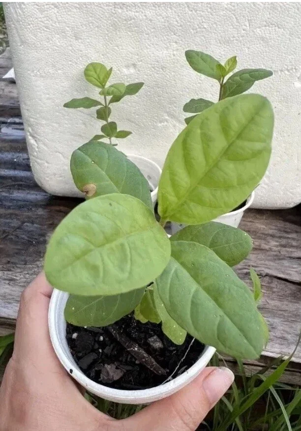 Guava Fruit Tree Live Plant 5-8 inches - Exotic Tropical Fruit - Image 4