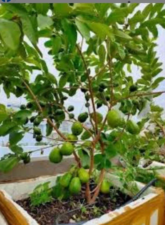 Guava Fruit Tree Live Plant 5-8 inches - Exotic Tropical Fruit - Image 6