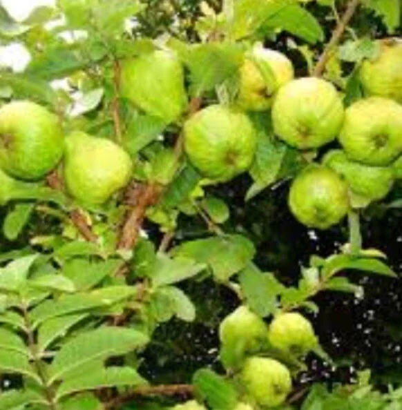 Guava Fruit Tree Live Plant 5-8 inches - Exotic Tropical Fruit - Image 7