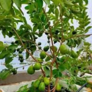 Guava Live Fruit Tree - Tropical Planting - 9-15 inch Tall - Image 6